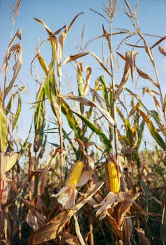 Golden corn cobs ready for harvest in a sunlit rural cornfield.